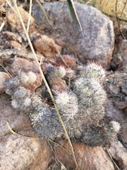 Mammillaria sheldonii
