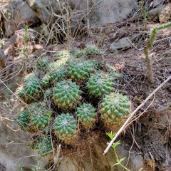 Mammillaria compressa compressa