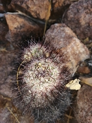 Mammillaria sheldonii