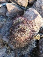 Mammillaria sheldonii
