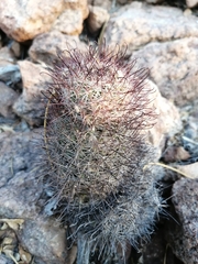 Mammillaria sheldonii