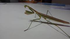 Tenodera angustipennis