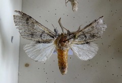 Paraeschra tortuosa