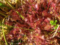 Drosera × obovata