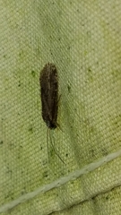 Annulipalpia