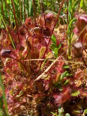 Drosera × obovata