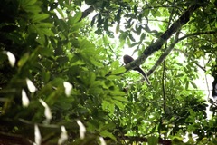 Plecturocebus discolor