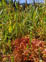 Drosera × obovata