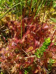 Drosera × obovata