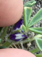 Lupinus brevicaulis