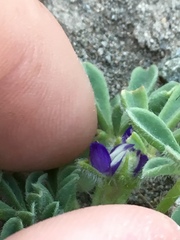 Lupinus brevicaulis