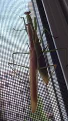 Tenodera angustipennis