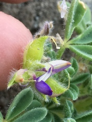 Lupinus brevicaulis