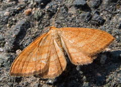 Idaea serpentata