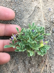 Lupinus brevicaulis