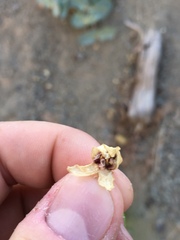 Asclepias cryptoceras davisii