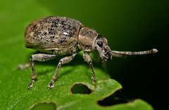 Peritelus sphaeroides