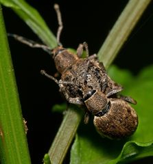 Peritelus sphaeroides
