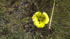Calochortus luteus