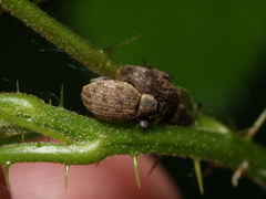 Peritelus sphaeroides