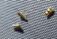 Erythroneura integra