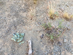 Asclepias cryptoceras davisii