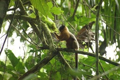 Saguinus tripartitus