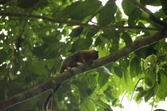 Saguinus tripartitus