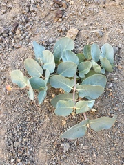 Asclepias cryptoceras davisii