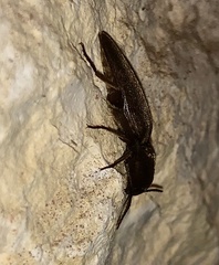 Diplostethus texanus