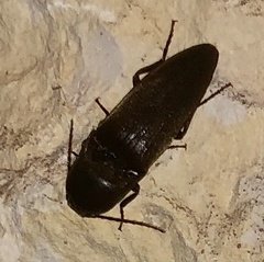 Diplostethus texanus