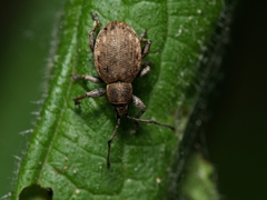 Peritelus sphaeroides