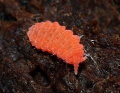 Bilobella braunerae