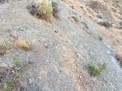 Asclepias cryptoceras davisii