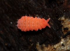 Bilobella braunerae