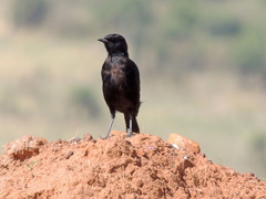 Myrmecocichla aethiops