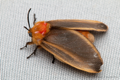 Endobrachys revocans