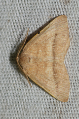 Macaria varadaria