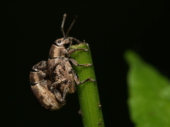 Peritelus sphaeroides