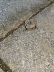 Eupolyphaga sinensis