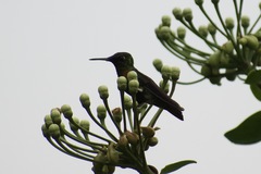 Heliodoxa aurescens