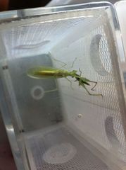 Tropidomantis tenera