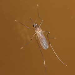 Culex pipiens
