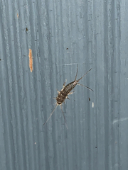 Ctenolepisma lineatum