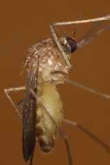 Culex pipiens