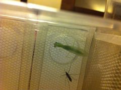 Tropidomantis tenera