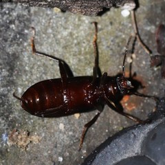 Strongylium terminatum