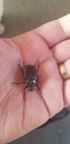 Hermit Flower Beetle photo 4