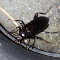 Strongylium terminatum