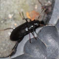 Strongylium terminatum